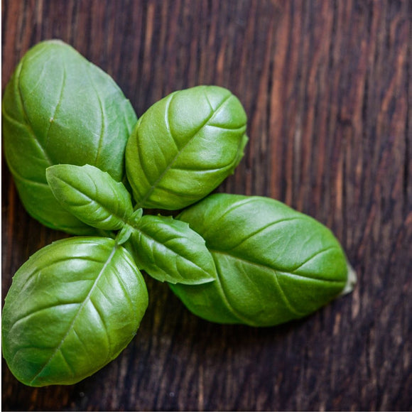 Basil Essential Oil